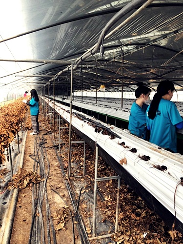 ▲ 농활 참가자들이 비닐하우스에서 일을 하고 있다. (사진 고신대 제공)